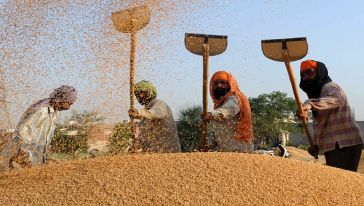 Türkiye’nin buğday ithalatı için yöneldiği Hindistan’da satış durduruldu...Türkiye, buğday sıkıntısı yaşar mı?