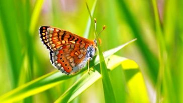 Yeni bir kelebek türü bulundu adı: 'Nazuğum'