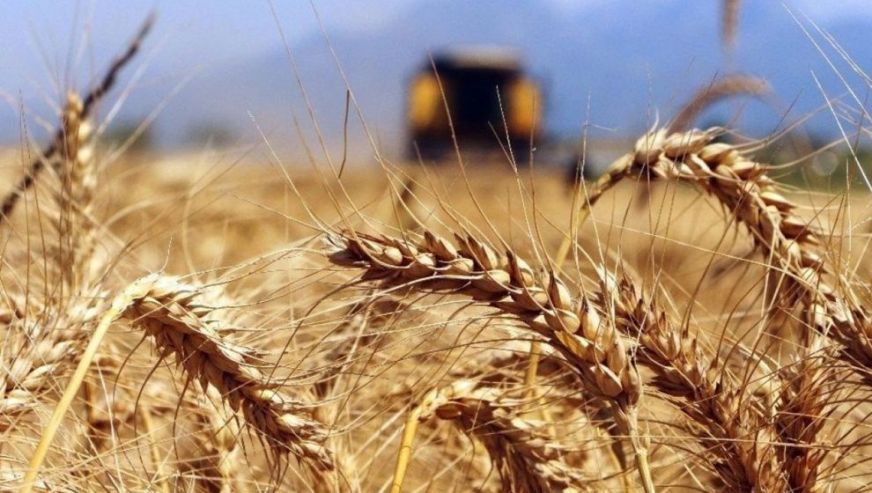 'Hindistan'dan buğday ithal ediyoruz' iddialarına Bakanlıktan yanıt geldi!