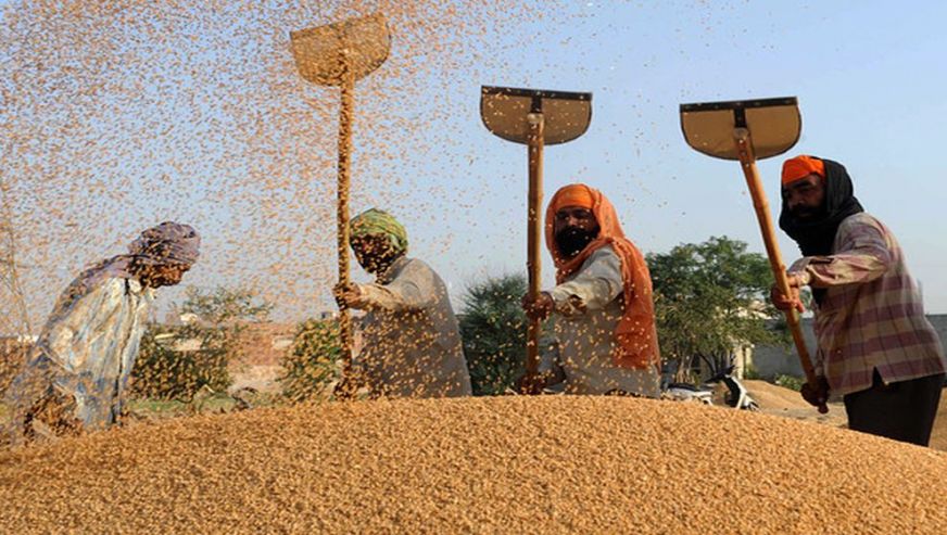 Türkiye'nin buğday ithalatı için yöneldiği Hindistan'da satış durduruldu...Türkiye, buğday sıkıntısı yaşar mı?