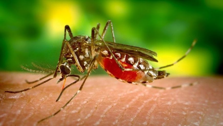 Dünyadaki en ölümcül canlı sivrisinekler, hangi insanları daha çok ısırıyor?