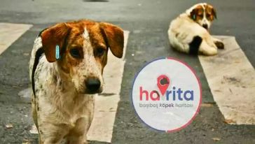 Sokak köpeklerinin harita üzerinde yerini gösteren uygulama Havrita'ya ünlü isimlerden tepki yağdı!