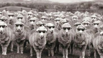 Sürüdeki koyunlar, ortak akla ulaşıp liderlerini belirli sürelerle değiştiriyor
