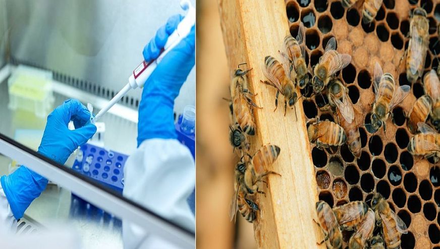 Dünyanın ilk bal arısı aşısı onay aldı...
