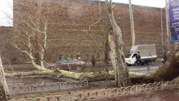 Beşiktaş'ta asırlık çınar ağacı yola devrildi