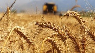Uzmanlardan buğday üretimi ile ilgili ürküten uyarı! ‘Tehlike altında…'