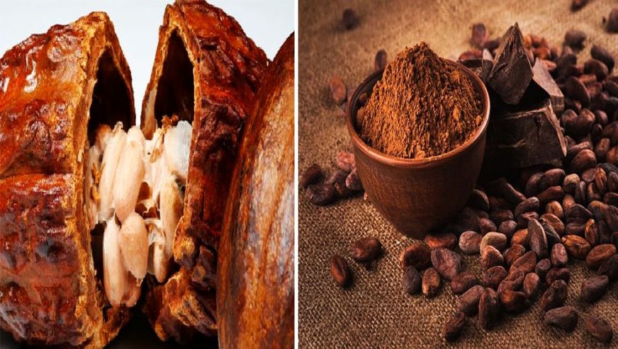 İklim krizi kakao üretimini vurdu... Yeni kıtlık çikolata olabilir!