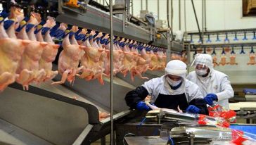 Ticaret Bakanlığı açıkladı! Tavuk etine ihracat sınırlaması getirildi..!