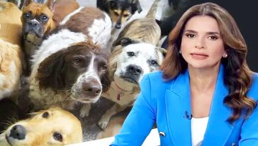 CNN Türk spikeri Semiha Şahin'den 'Sokak hayvanları düzenlemesine' sert tepki: "Düşündürücü ve ürkütücü..."