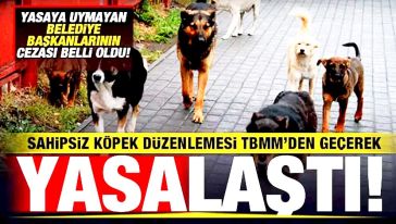 Sahipsiz köpek düzenlemesi resmen yasalaştı! Yasa ne zaman yürürlüğe girecek?