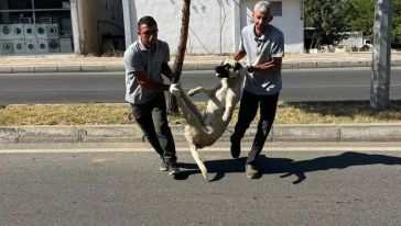 Silvan Belediyesi önce paylaştı, sonra sildi: “Köpekleri kısırlaştırıp, aldığımız yere bırakıyoruz..!”