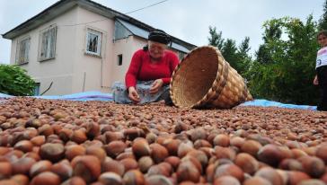  Düzce’den fındık ihracatında rekor artış: 10 Ayda 17 bin 725 ton ihracat gerçekleşti