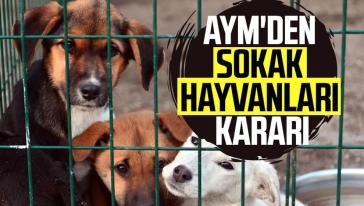 Anayasa Mahkemesi 'sokak hayvanları' düzenlemesinin iptalini reddetti!