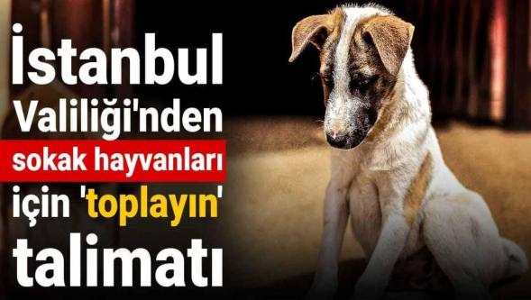İstanbul Valiliği'nden sokak hayvanları için 'toplayın' talimatı...