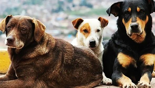 Valilik duyurdu! İstanbul'da da 'sokak köpeklerini beslemek' yasaklandı..!