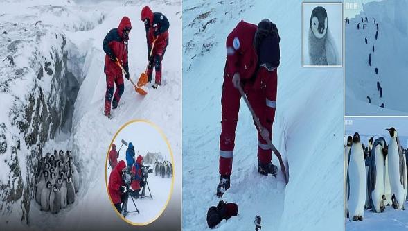 BBC ekibi o kuralı ihlal etti ve mahsur kalan penguenleri kurtardı..!