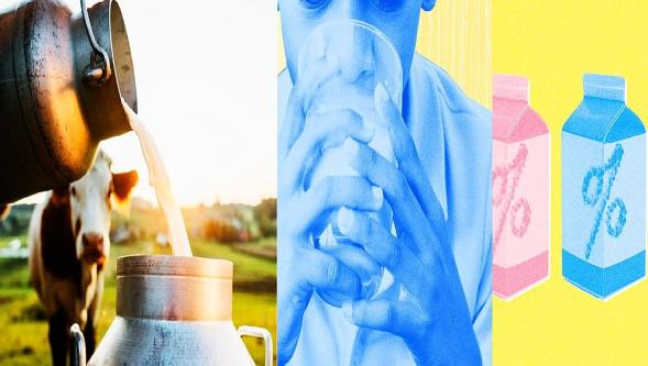 Süt hakkında bildiğiniz her şeyi unutun! Doğru bilinen yanlışlar var...