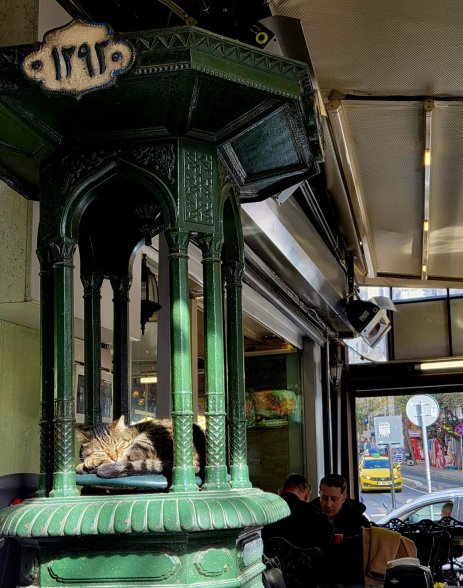 Cihangir, Kedi, Cats, Çeşme, Firuz Ağa Camii