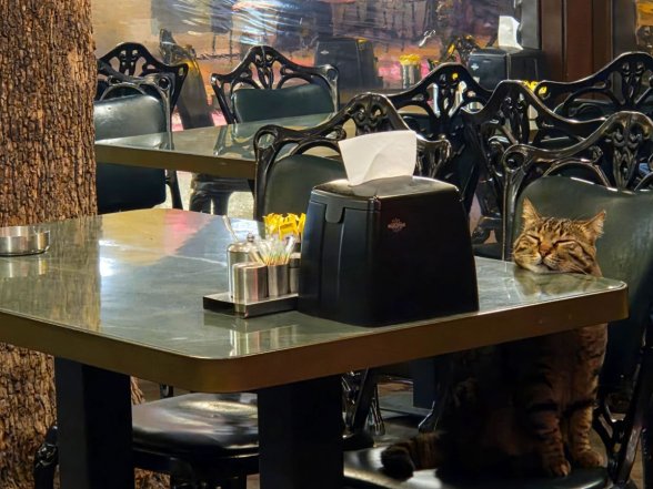 Cihangir, Kedi, Cats, Çeşme, Firuz Ağa Camii, Kebapçı