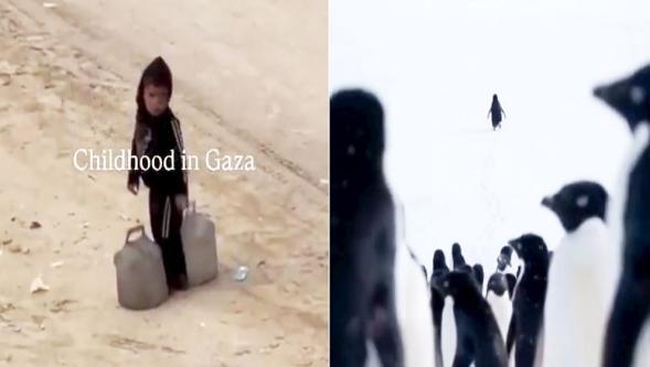 Yalnız penguene gözyaşı döken dünya, Gazzeli çocuğun ağır yüküne kör kaldı!