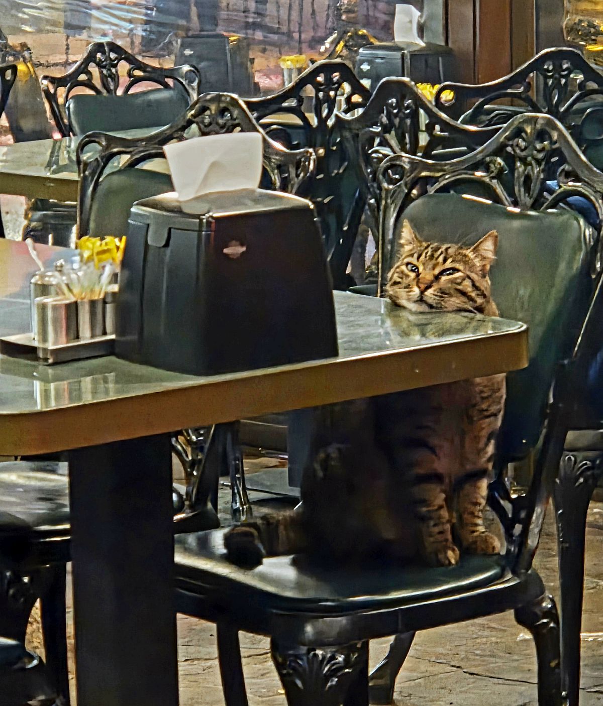 Cihangir, Kedi, Cats, Çeşme, Firuz Ağa Camii