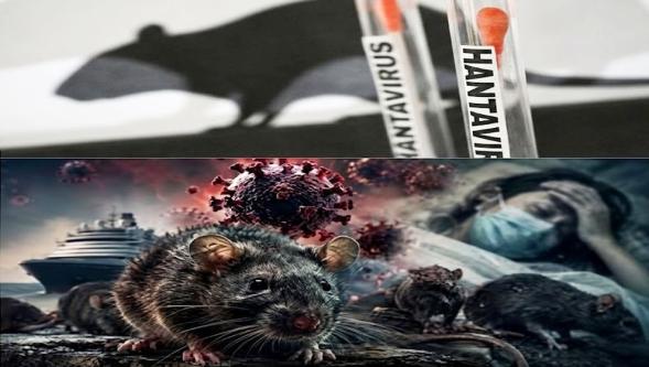 Vaka sayısı 7 kişiye çıktı... Hantavirüs kabusu yayılıyor!