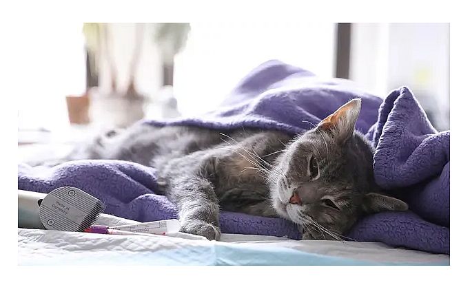 Dünyada ilk kez bir kedi Koronavirüs nedeniyle hayatını kaybetti!