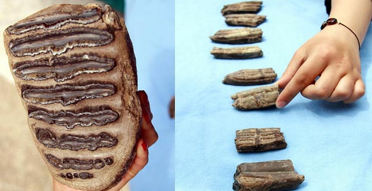 Samsun'da 1 milyon yıllık en genç Mamut dişi bulundu..!